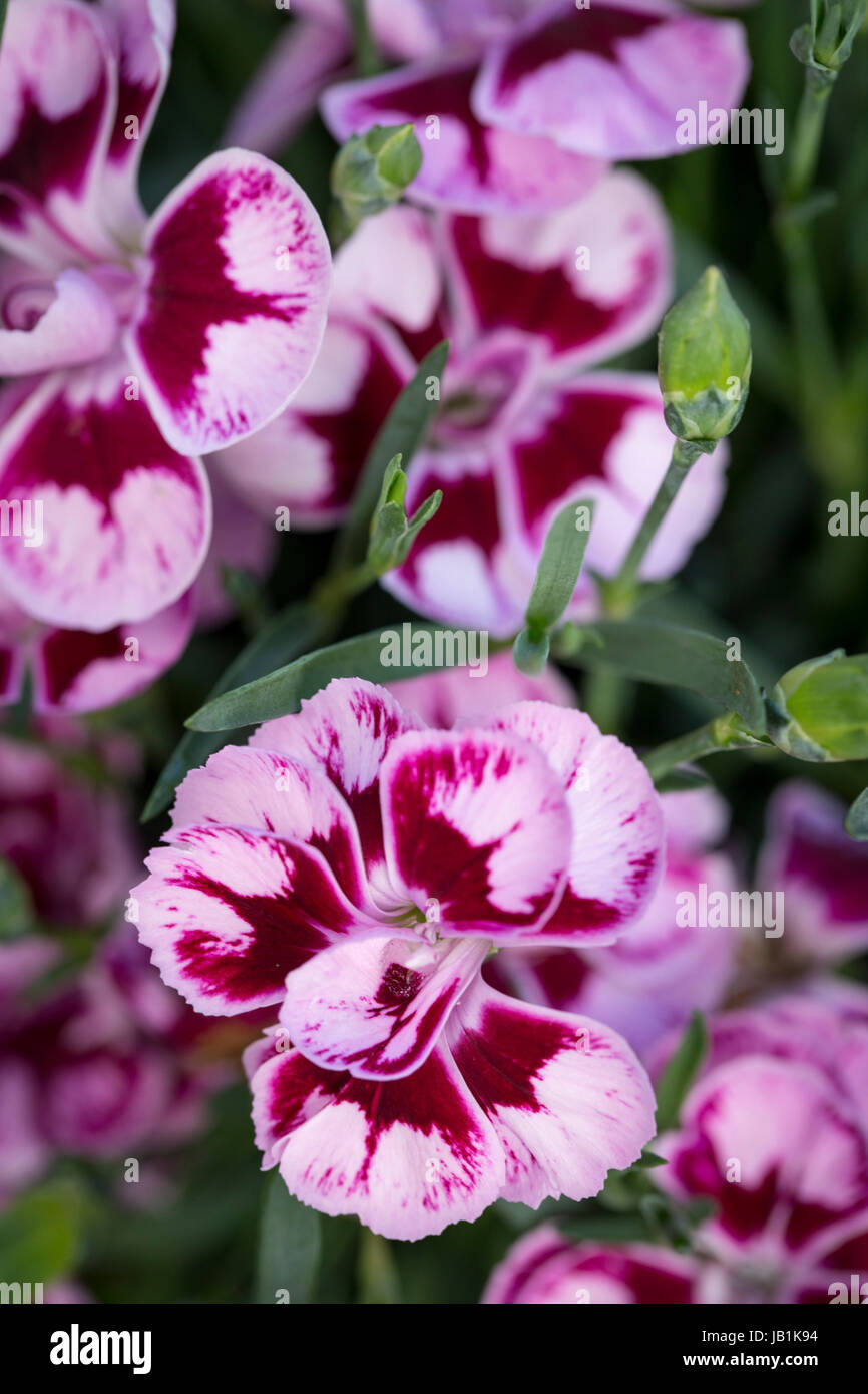 Dianthus 'Charmy' Foto Stock