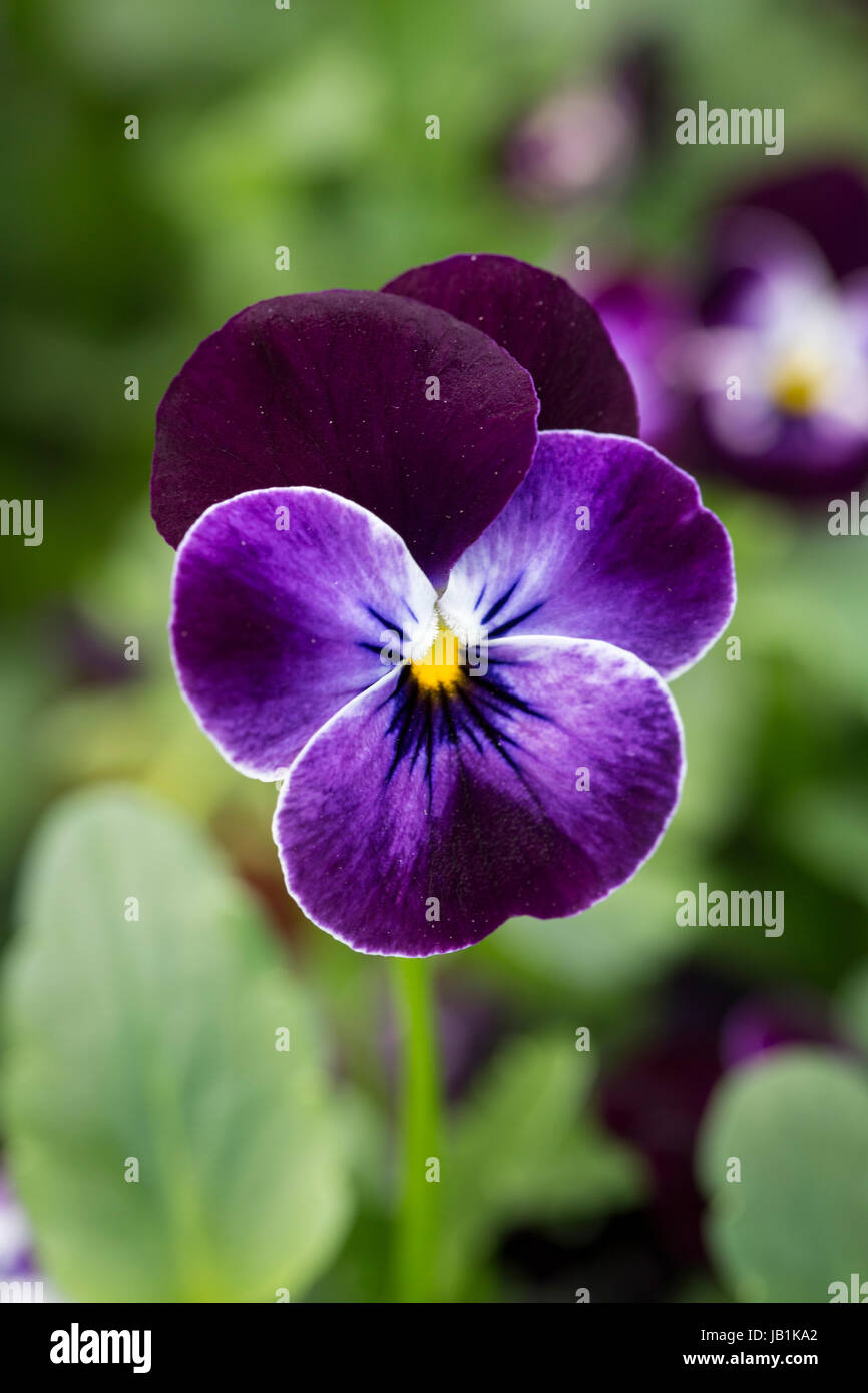 Fioritura invernale Viola "Phantom" Foto Stock