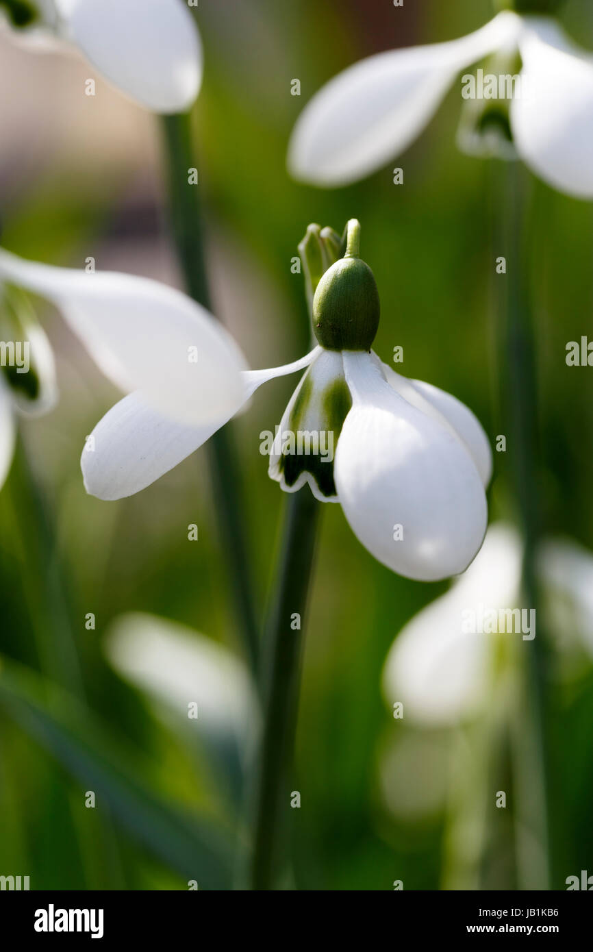 Galanthus 'grandi occhi" Foto Stock