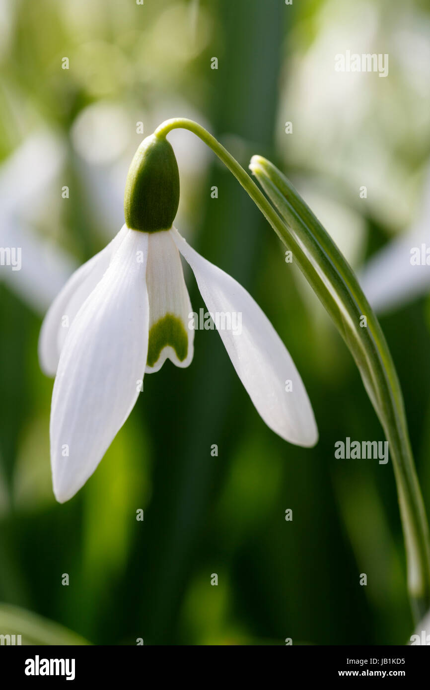 Galanthus 'Chedworth' Foto Stock