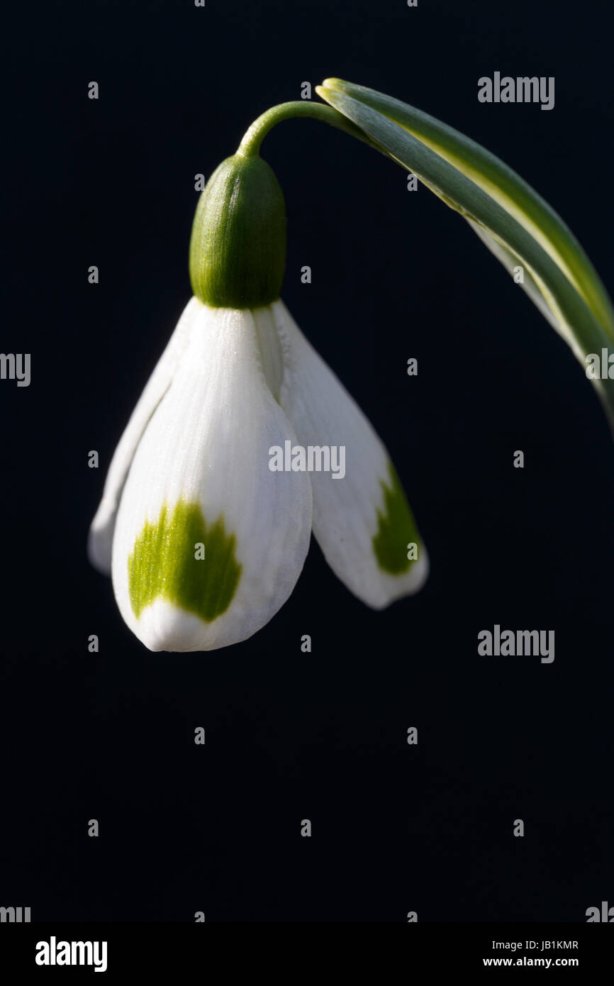 Galanthus 'Trymming' Foto Stock