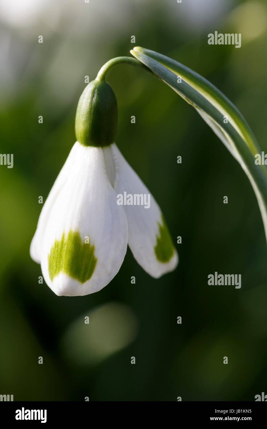 Galanthus 'Trymming' Foto Stock