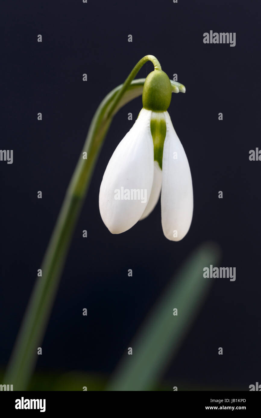 Galanthus 'Ron Ginn' Foto Stock