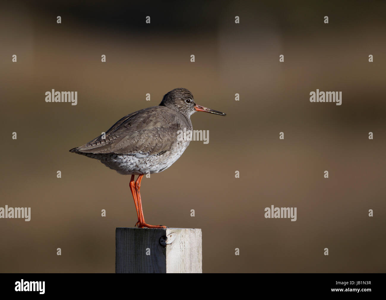 Ritratto di un Redshank su un post Foto Stock
