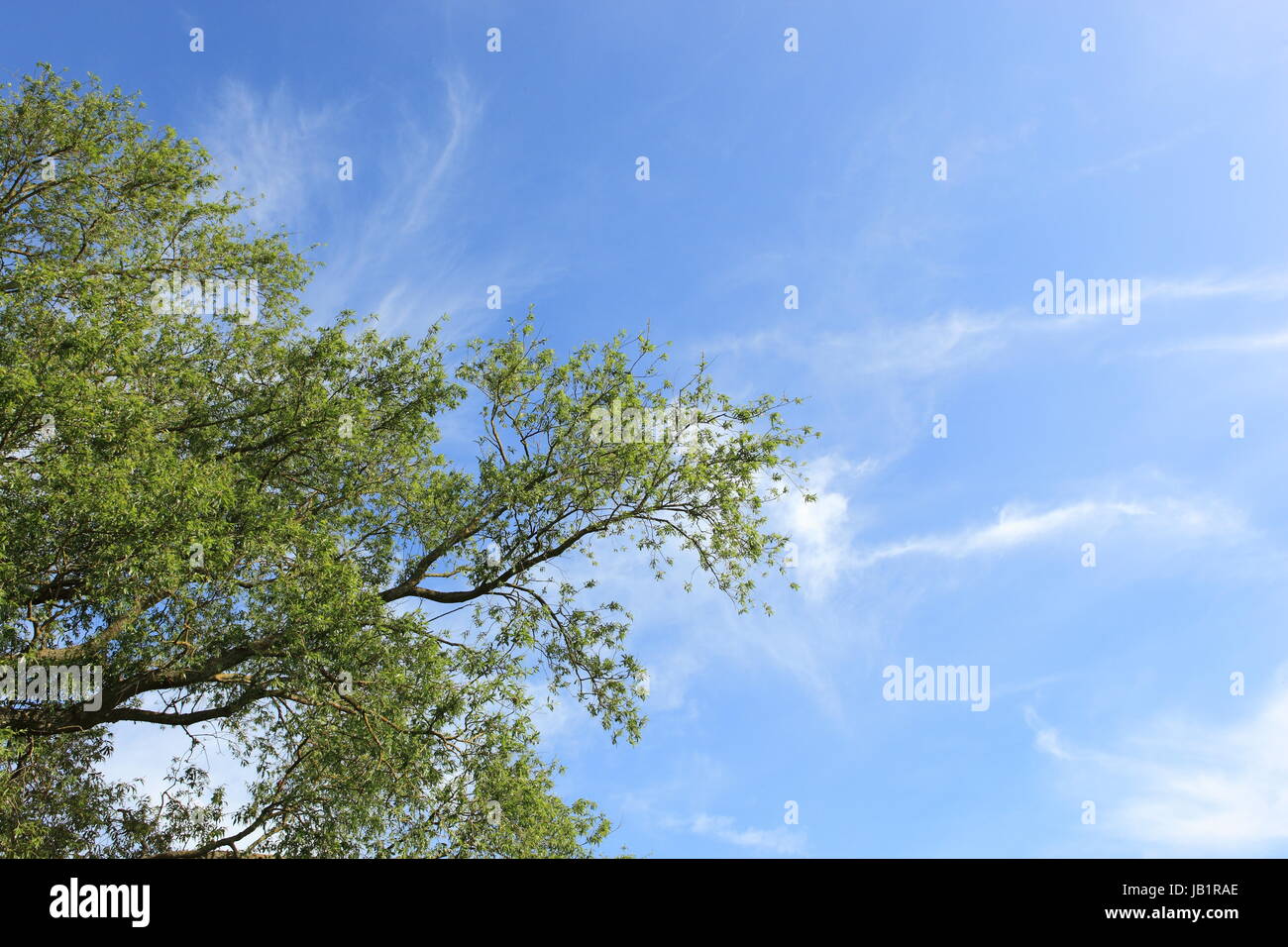 La natura di sfondo i rami di salici e cielo blu con nuvole wispy Foto Stock