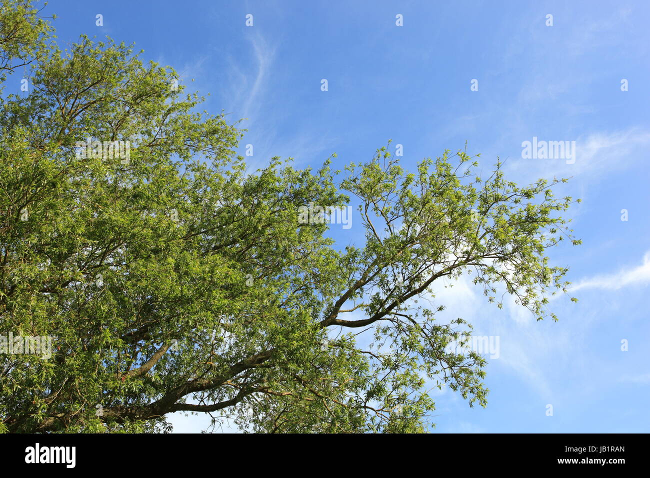 I rami di salici e cielo blu sullo sfondo Foto Stock