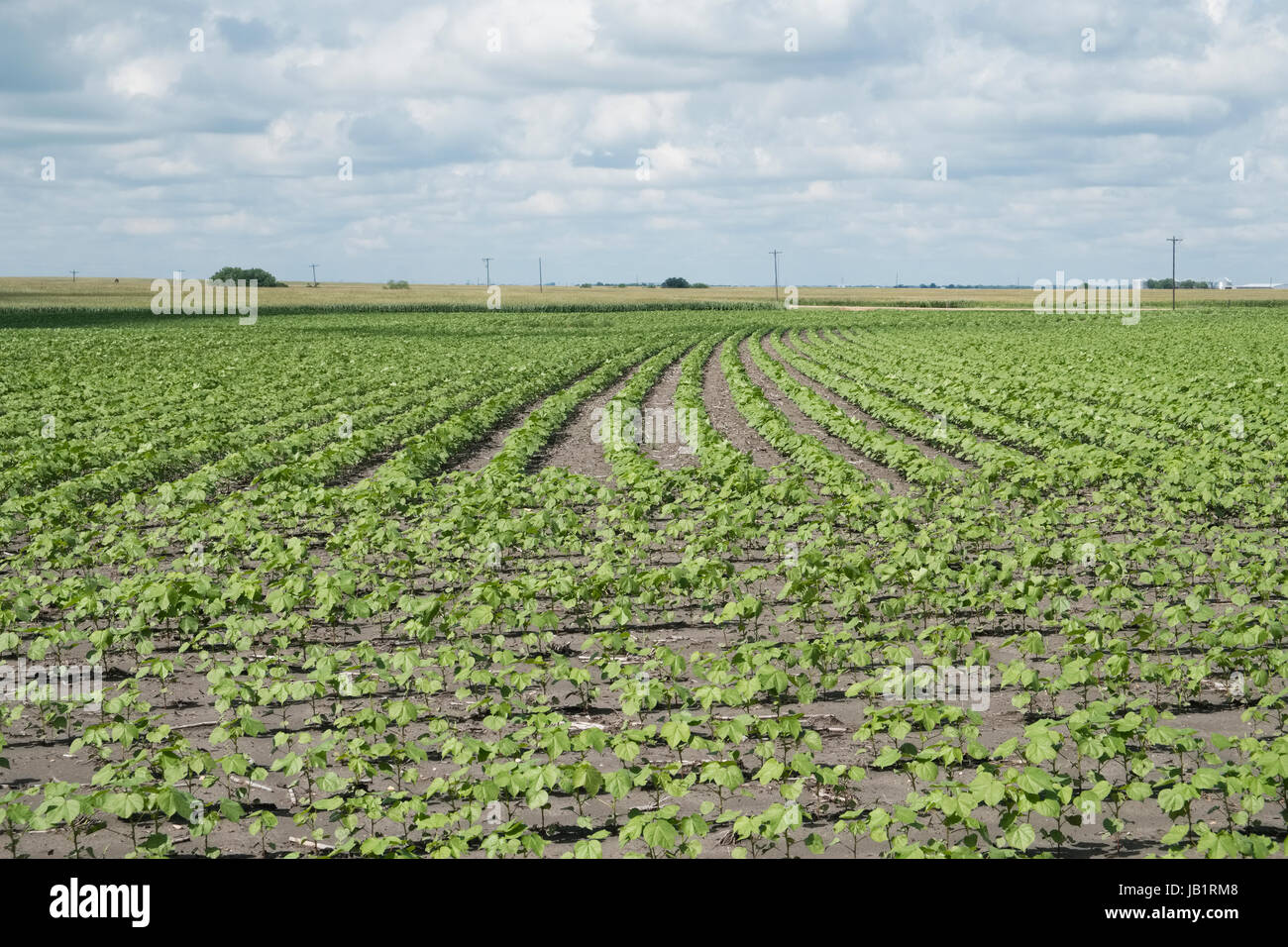 Filari di piante di cotone in Texas Blackland campo della prateria Foto Stock