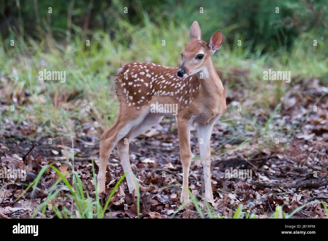 Texas culbianco Deer Fawn un paio di settimane di età. Foto Stock