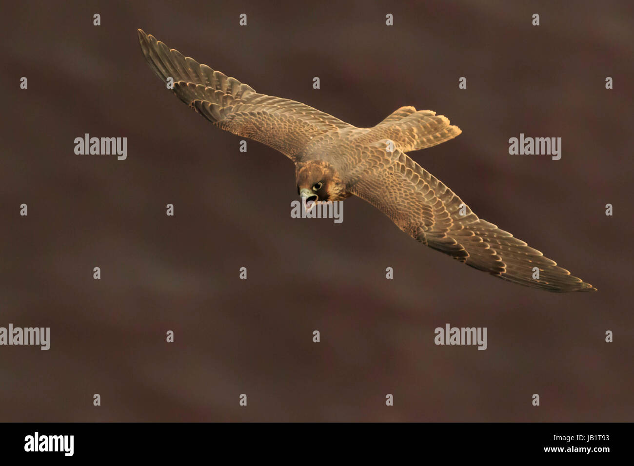 Il novellame di falco pellegrino (Falco peregrinus) volare sopra il mare Foto Stock