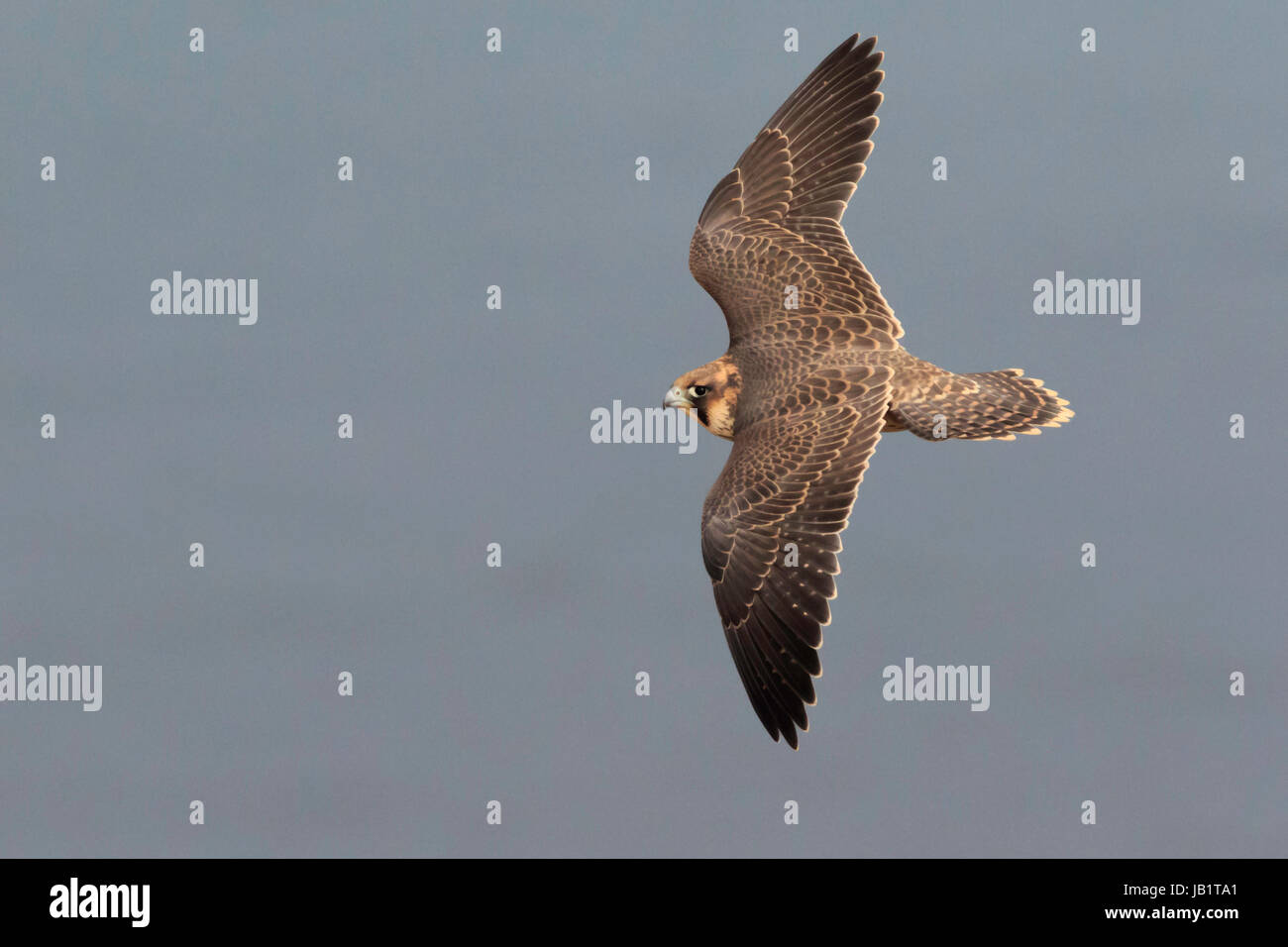 Il novellame di falco pellegrino (Falco peregrinus) volare sopra il mare Foto Stock