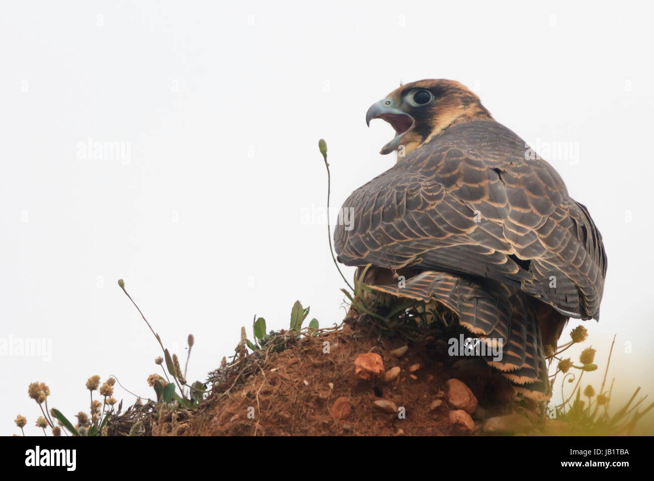 Il novellame di falco pellegrino (Falco peregrinus) chiamando sul terreno Foto Stock