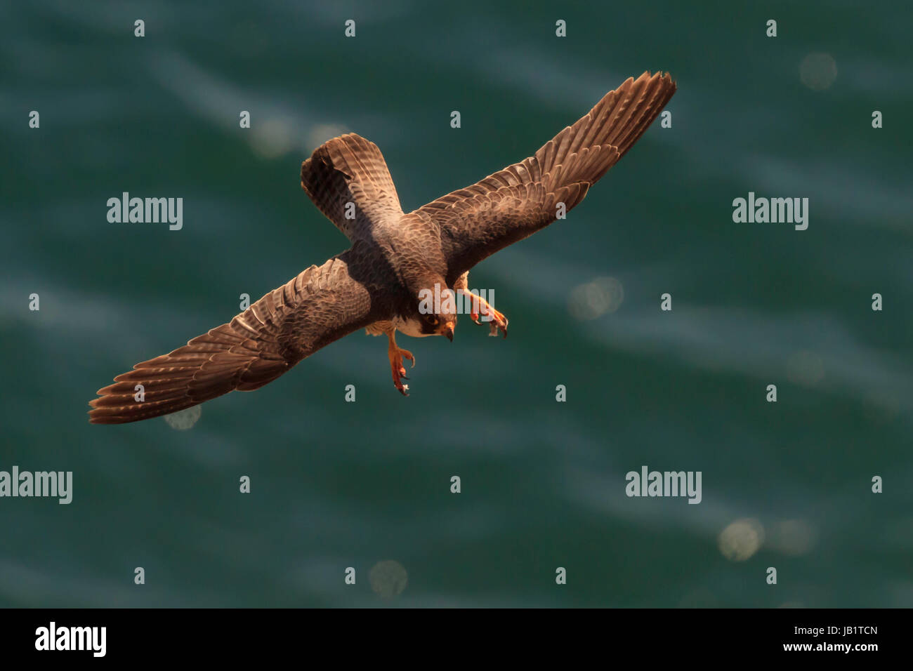 Il novellame di falco pellegrino (Falco peregrinus) volare con il sangue sui suoi piedi Foto Stock