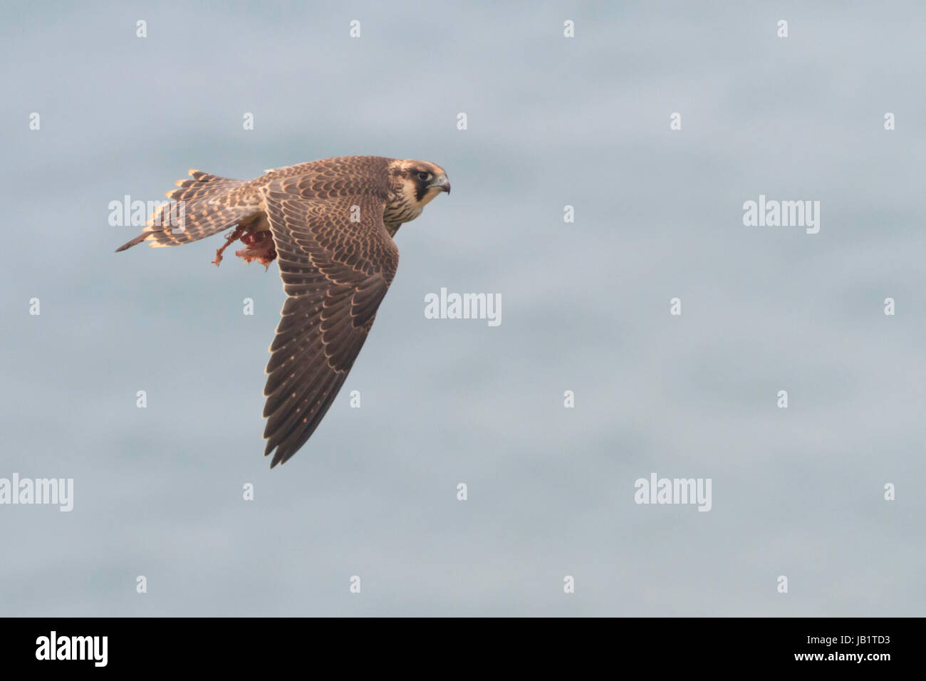 Il novellame di falco pellegrino (Falco peregrinus) volare con la preda Foto Stock