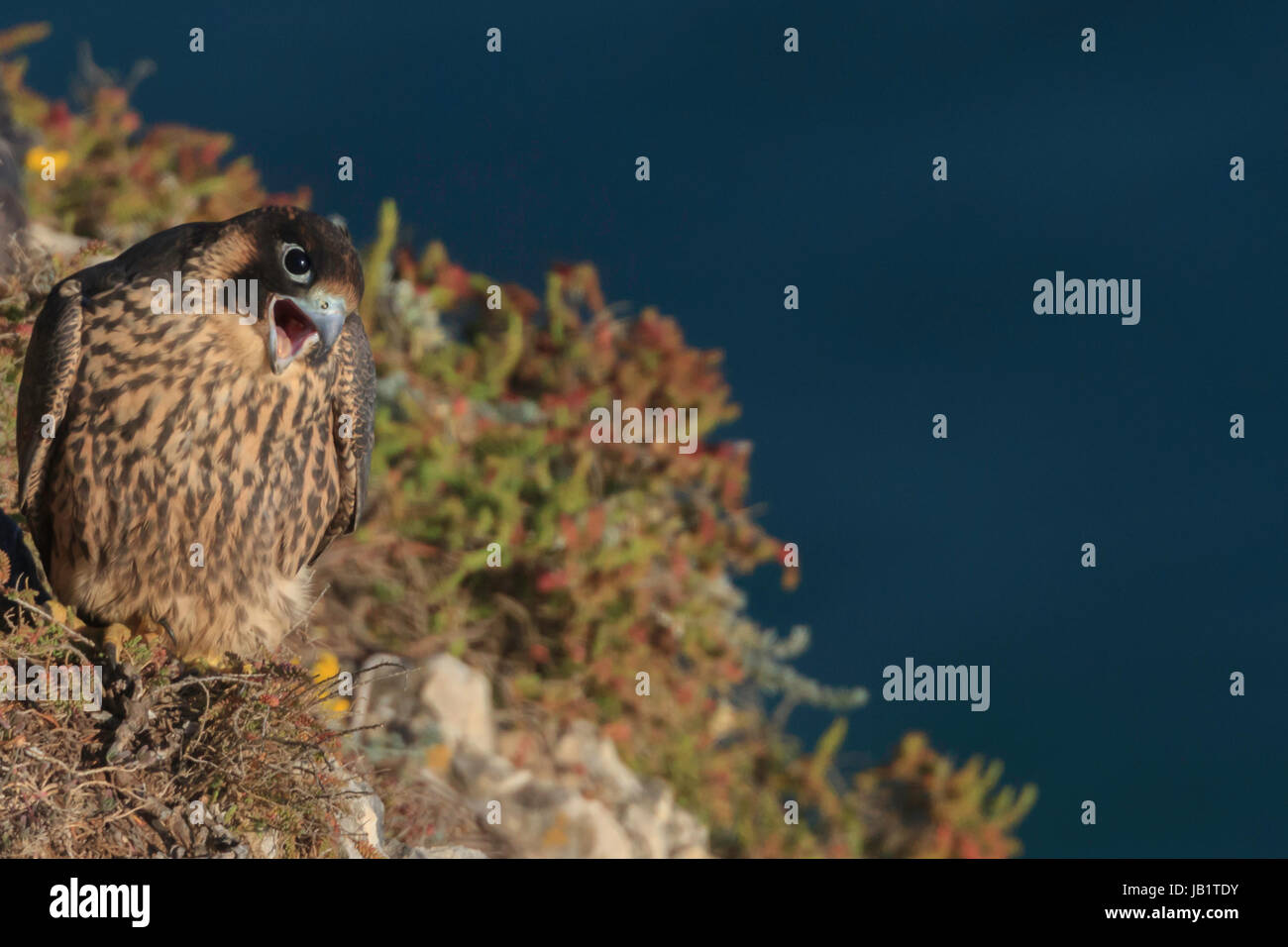 Falco pellegrino (Falco peregrinus) capretti chiamando sulle rocce Foto Stock