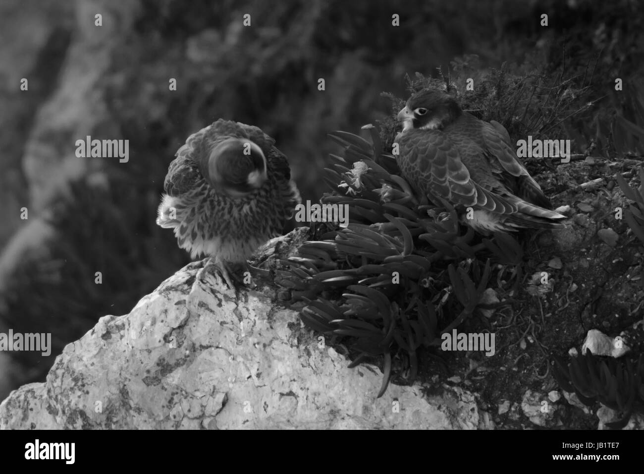 Due fratelli falco pellegrino (Falco peregrinus) in bianco e nero Foto Stock