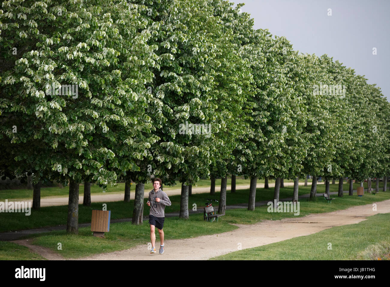 Giovane uomo jogging lungo un viale alberato, Vannes, Francia Foto Stock