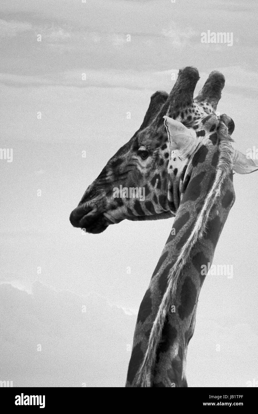 Giraffa Rothschild (camelopardalis Giraffa Rothschild) Foto Stock