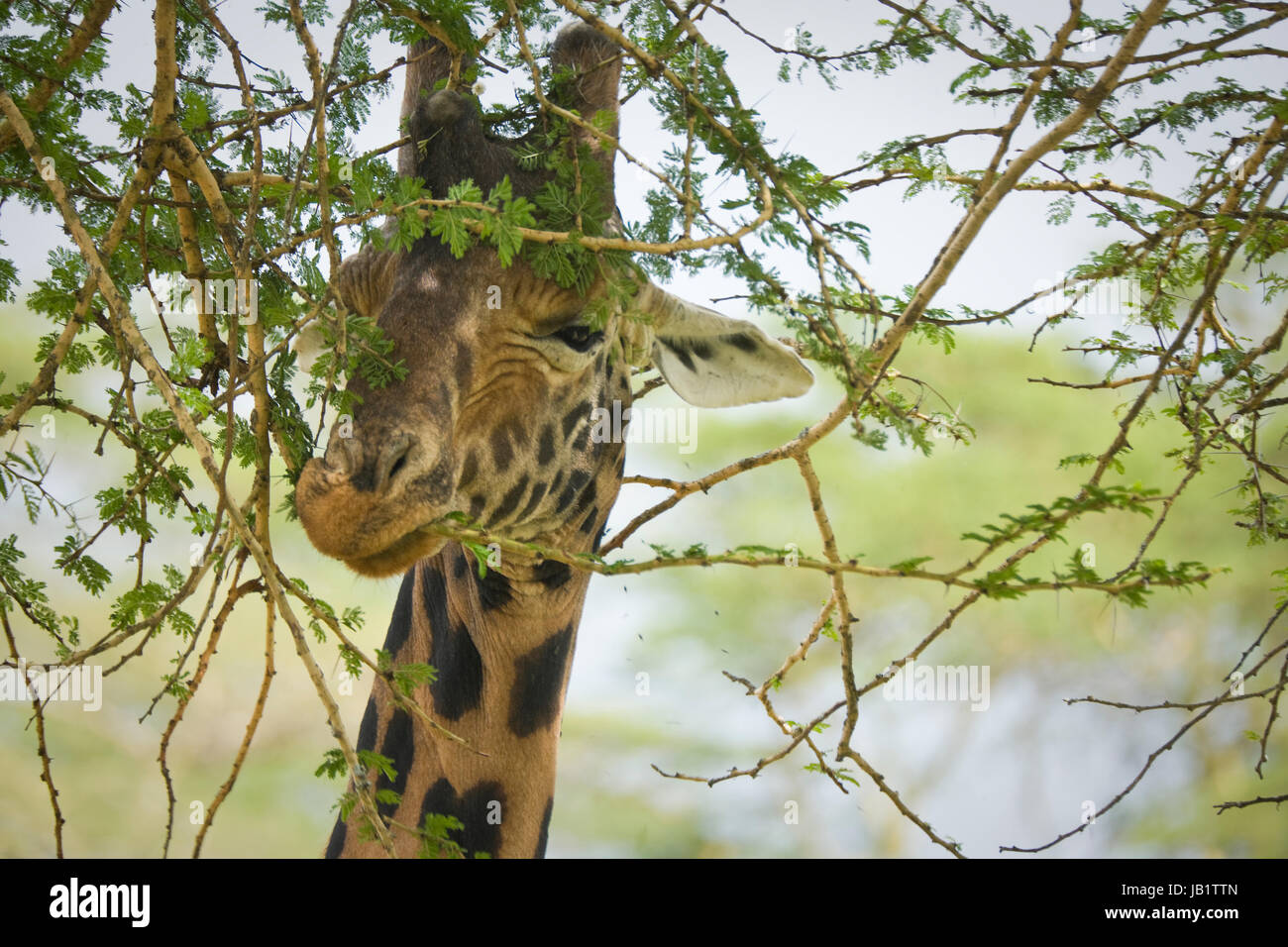 Giraffa Rothschild (camelopardalis Giraffa Rothschild) a Lake Nakuru, Kenya. La Giraffa Rothschild è la seconda più specie in via di estinzione con solo Foto Stock