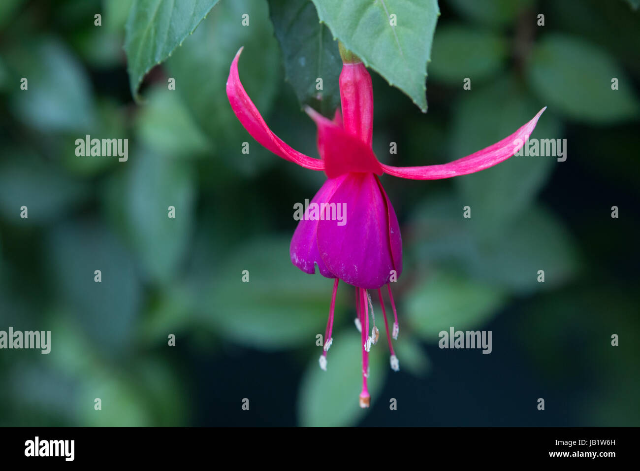 Fuchsias penzolanti nella serra Cloud Forest in giardini dalla Baia di Singapore Foto Stock
