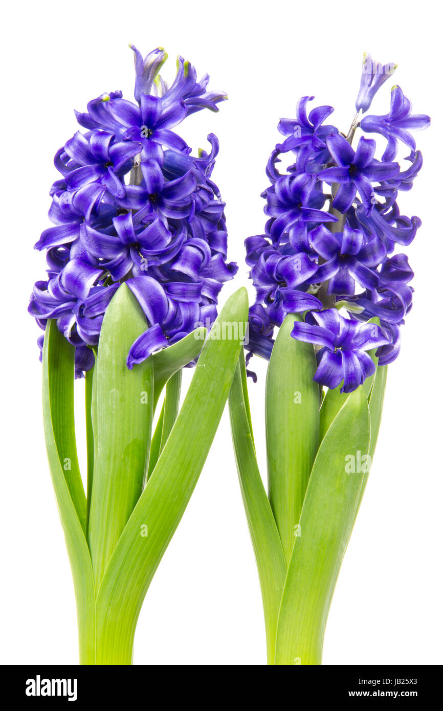 Blühende blaue Hyazinthen im Frühling Foto Stock