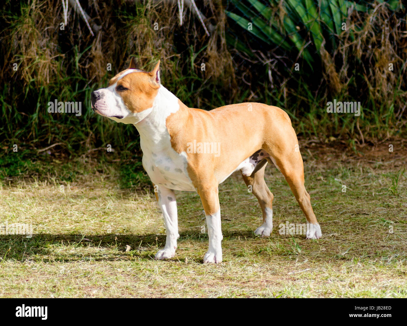 Un piccolo, belle, giovani, bianco e rosso sable American Staffordshire Terrier in piedi sul prato mentre bloccato la lingua fuori e guardando giocoso e allegro. Le sue orecchie sono ritagliate. Foto Stock