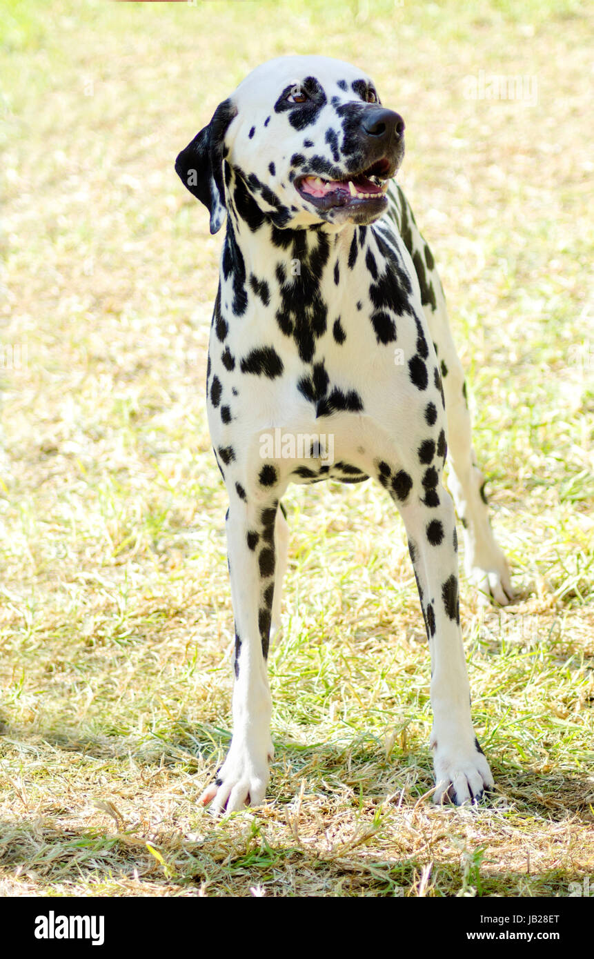 Un giovane bellissimo cane dalmata in piedi sull'erba distintivo per i suoi bianchi e neri sul suo mantello e per essere stato di avviso, attivi e intelligenti di razza. Foto Stock