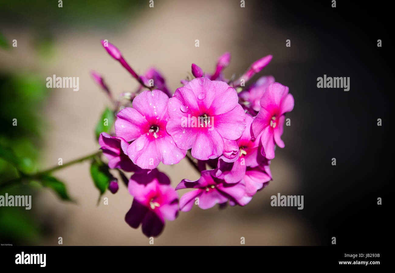 Un bellissimo fiore in famiglia phlox fioritura al authumn Foto Stock