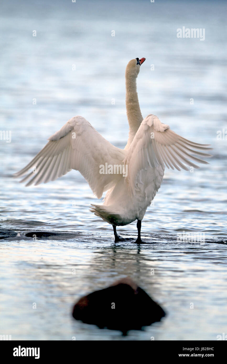 Il Cigno è un uccello di dimensioni enormi con un serpente come il collo e un caratteraccio Dai tempo al tempo Foto Stock