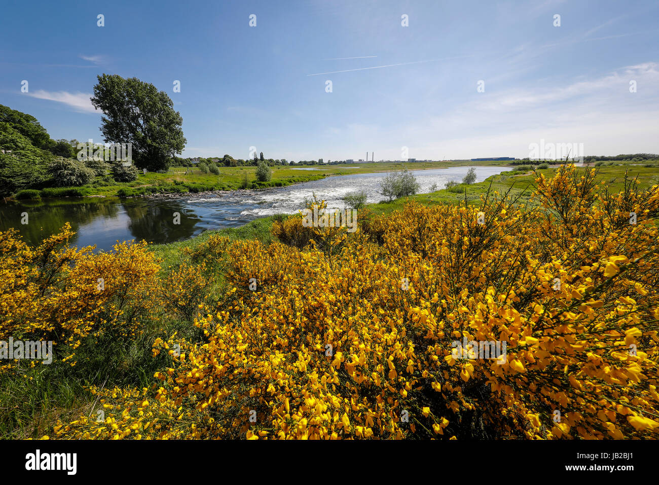Lippe, prato renaturalised paesaggio vicino al fiume Foce del Reno, ginestra arbusto con fiori gialli, Wesel, Basso Reno, Nord Rhine-Westphal Foto Stock