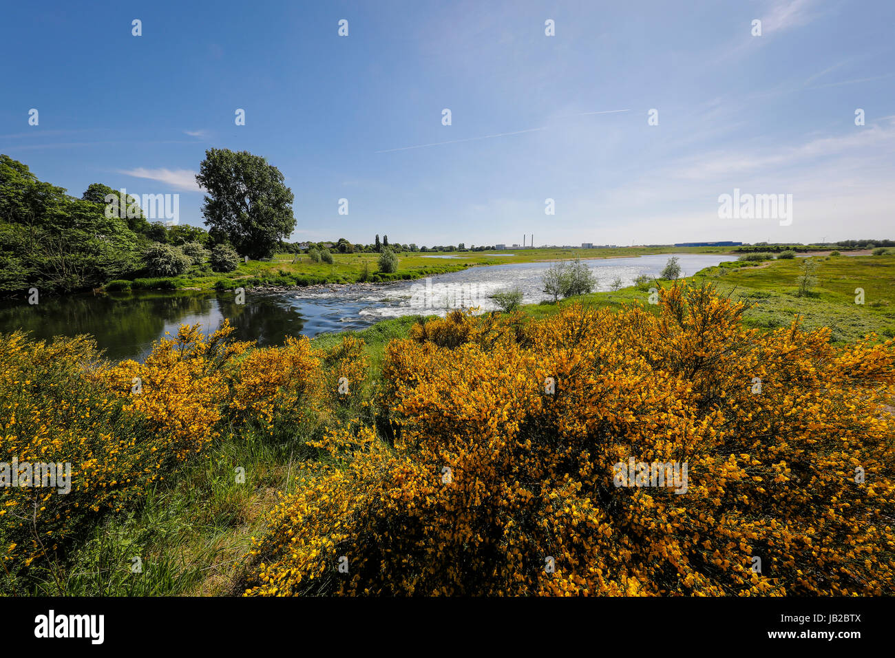 Lippe, prato renaturalised paesaggio vicino al fiume Foce del Reno, ginestra arbusto con fiori gialli, Wesel, Basso Reno, Nord Rhine-Westphal Foto Stock