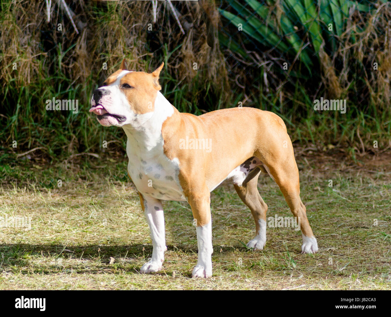 Un piccolo, belle, giovani, bianco e rosso sable American Staffordshire Terrier in piedi sull'erba pur giocosamente inceppata la lingua fuori guardando come si è beffardo qualcuno. Le sue orecchie sono ritagliate. Foto Stock