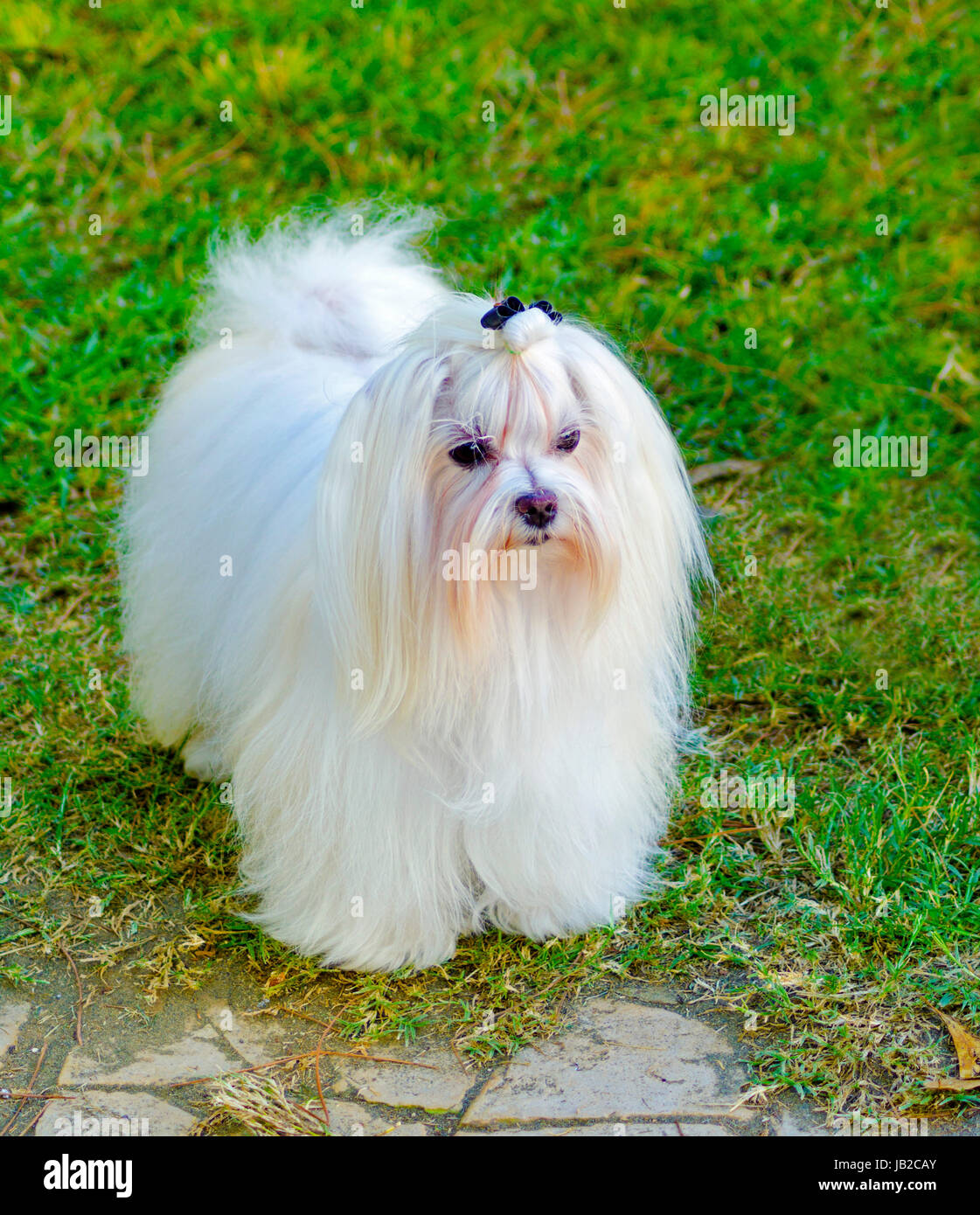 Una vista di un piccolo e giovane e bella mostra Maltese cane con un lungo mantello bianco in piedi sul prato. Cani maltesi hanno capelli setosi e sono ipoallergeniche. Foto Stock