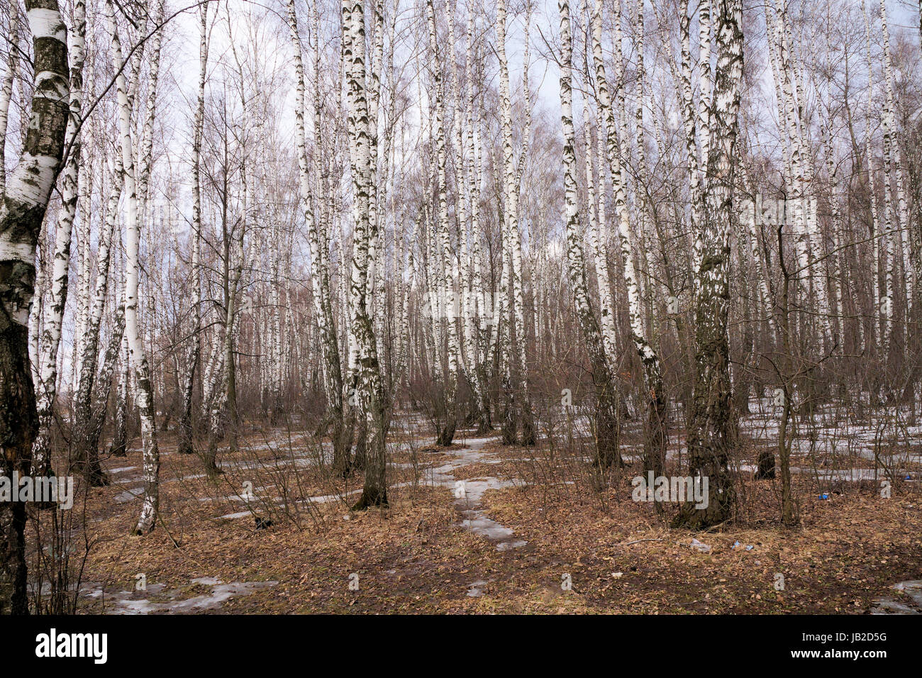 Foto-report 'Spring nella regione di Mosca". Studio 'Spring Podmoskovye." La neve non fusa completamente. Lo scorso anno l'erba è visibile. Le betulle senza Foto Stock
