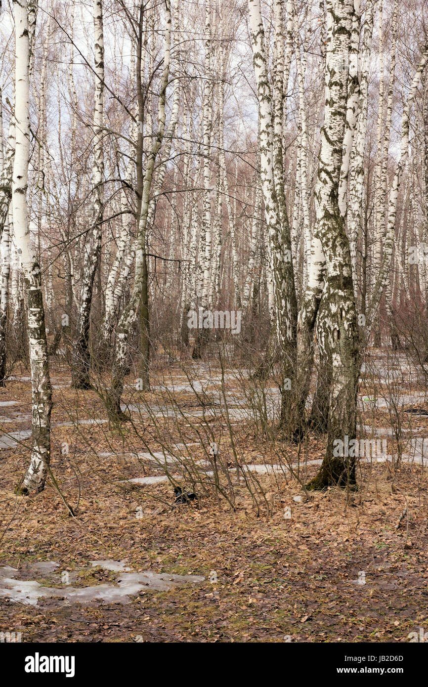 Foto-report 'Spring nella regione di Mosca". Studio 'Spring Podmoskovye." La neve non fusa completamente. Lo scorso anno l'erba è visibile. Le betulle senza Foto Stock