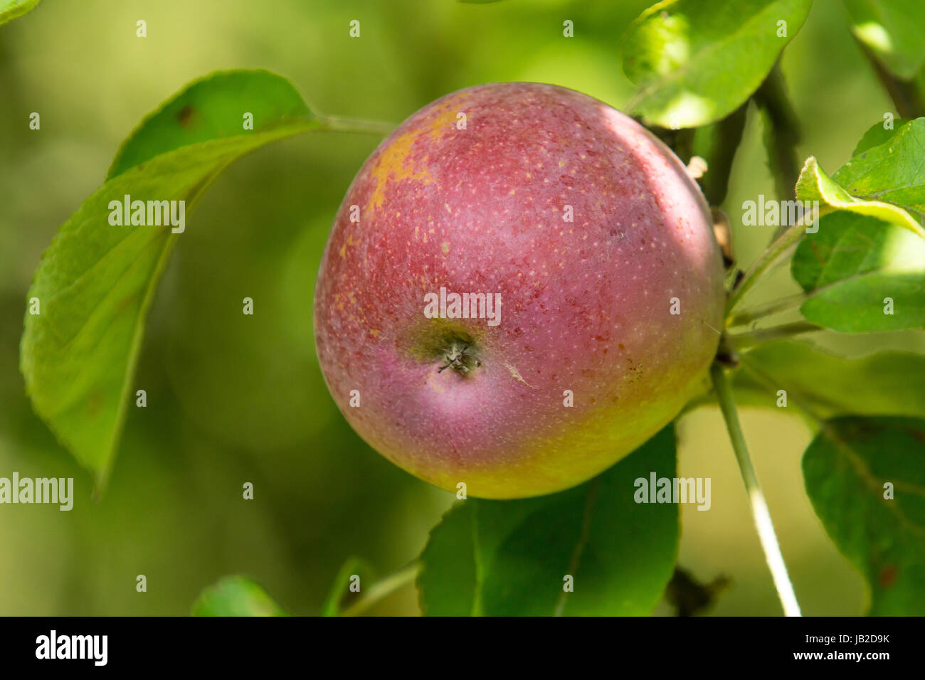 Nahaufnahme eines Apfels, unscharfer Hintergrund Foto Stock