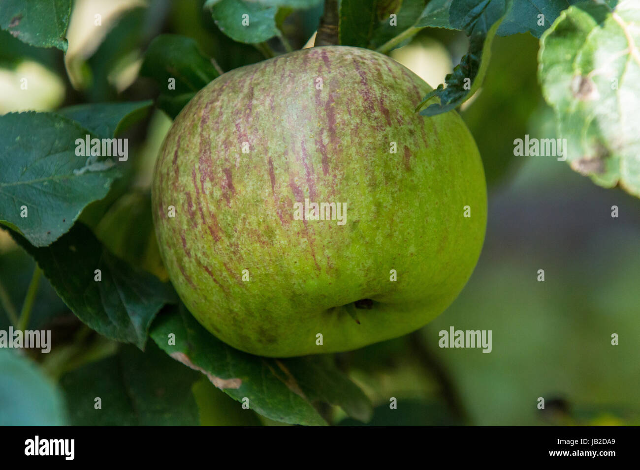 Nahaufnahme eines Apfels, unscharfer Hintergrund Foto Stock