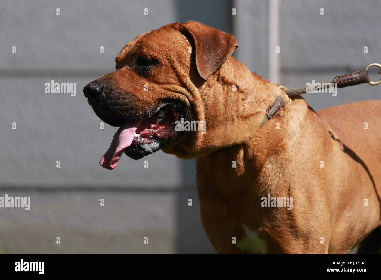 Il guerriero Giapponese hound closeup contro uno sfondo grigio Foto Stock