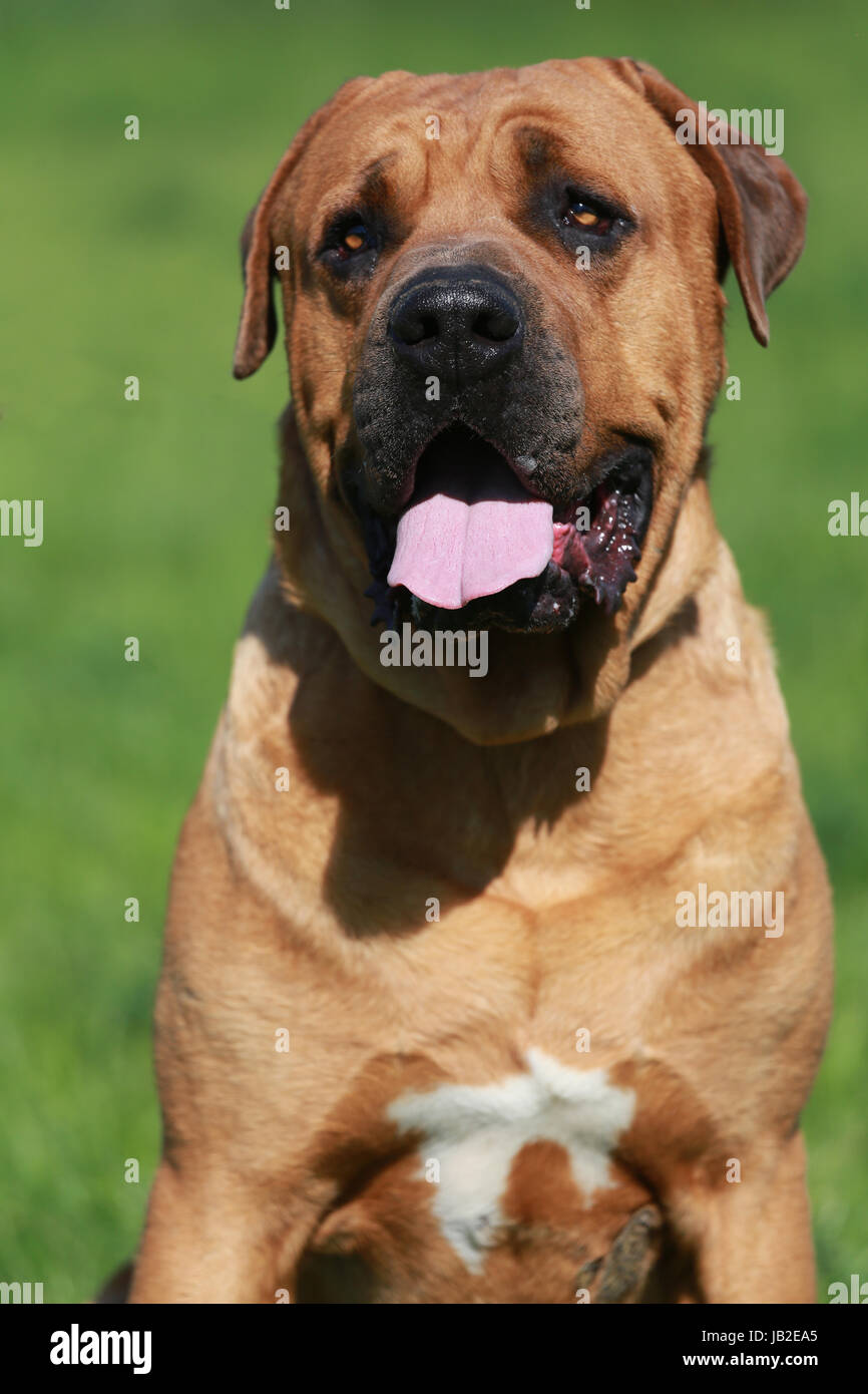 Primo piano verticale di un giovane maschio Tosa inu Foto Stock