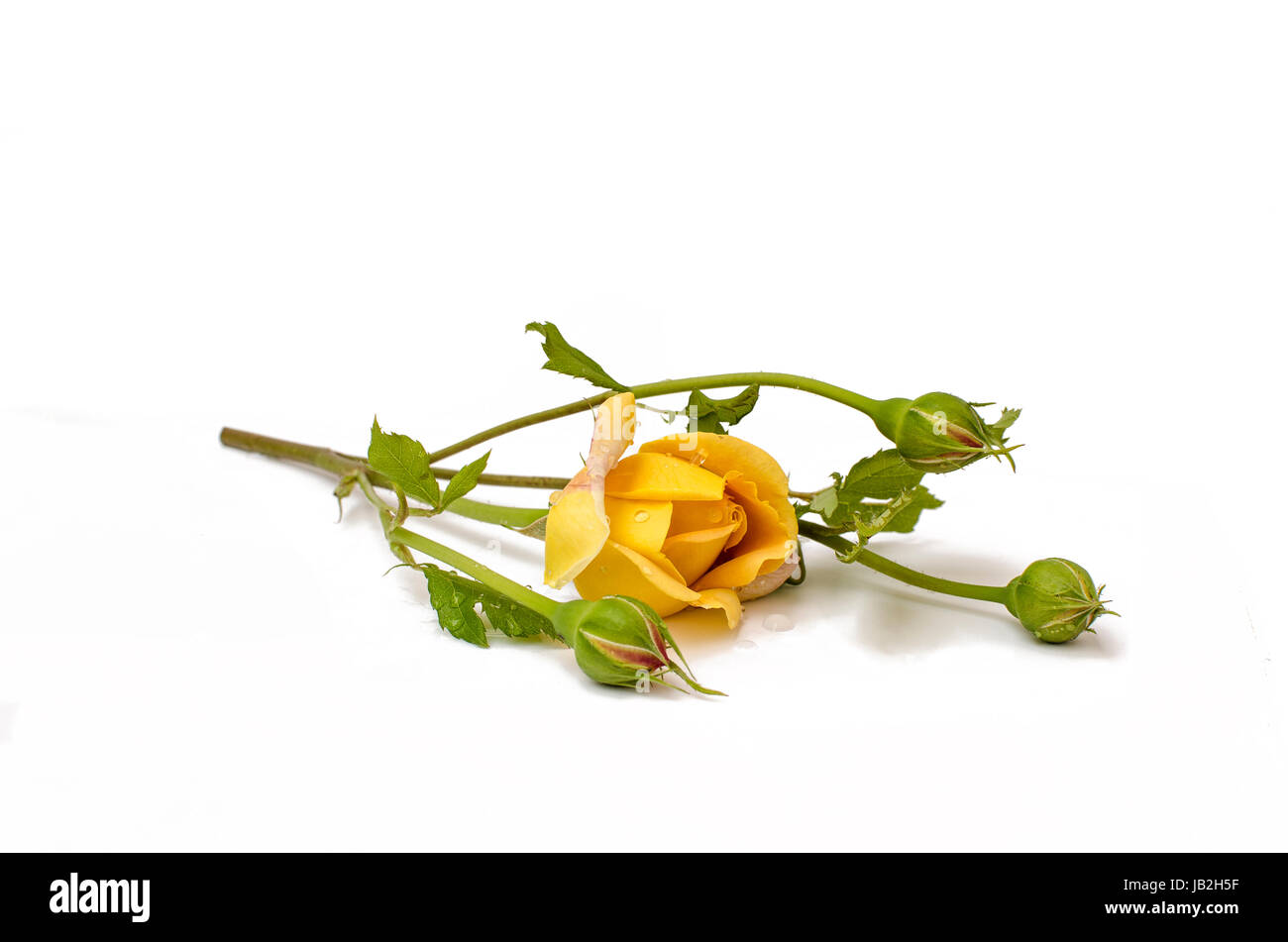 Rosa gialla con ramoscello e petali e fiori in erba Foto Stock