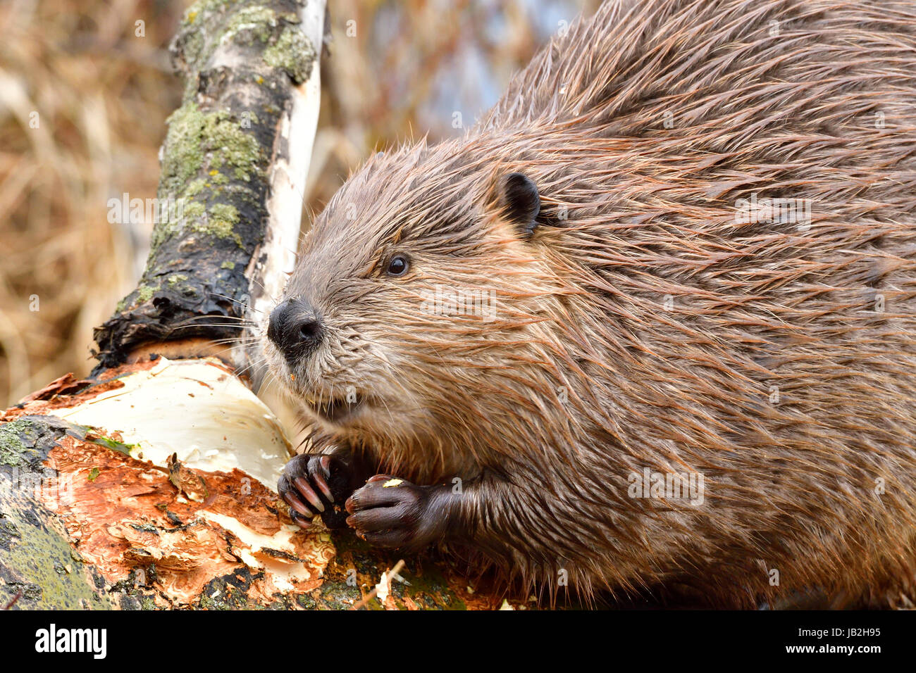 Un vicino l immagine di un wild beaver "Castor canadenis', alimentando sulla corteccia di aspen aspen tree vicino a Hinton Alberta Canada. Foto Stock