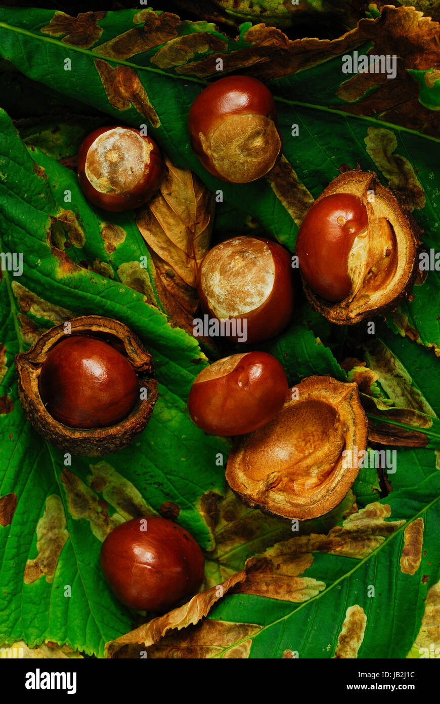 Ippocastani o 'conkers' Dorset, Regno Unito Settembre Foto Stock