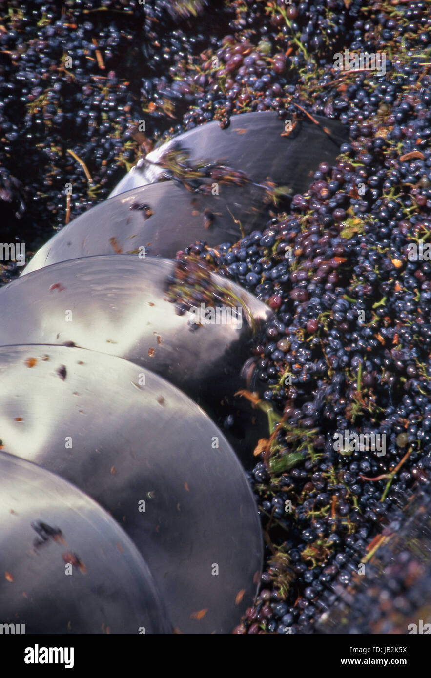 NAPA VALLEY RACCOLTO Pinot Nero uve schiacciate da acciaio inox archimedes coclea tramoggia Charles Krug cantina, St Helena, Napa Valley California Stati Uniti d'America Foto Stock