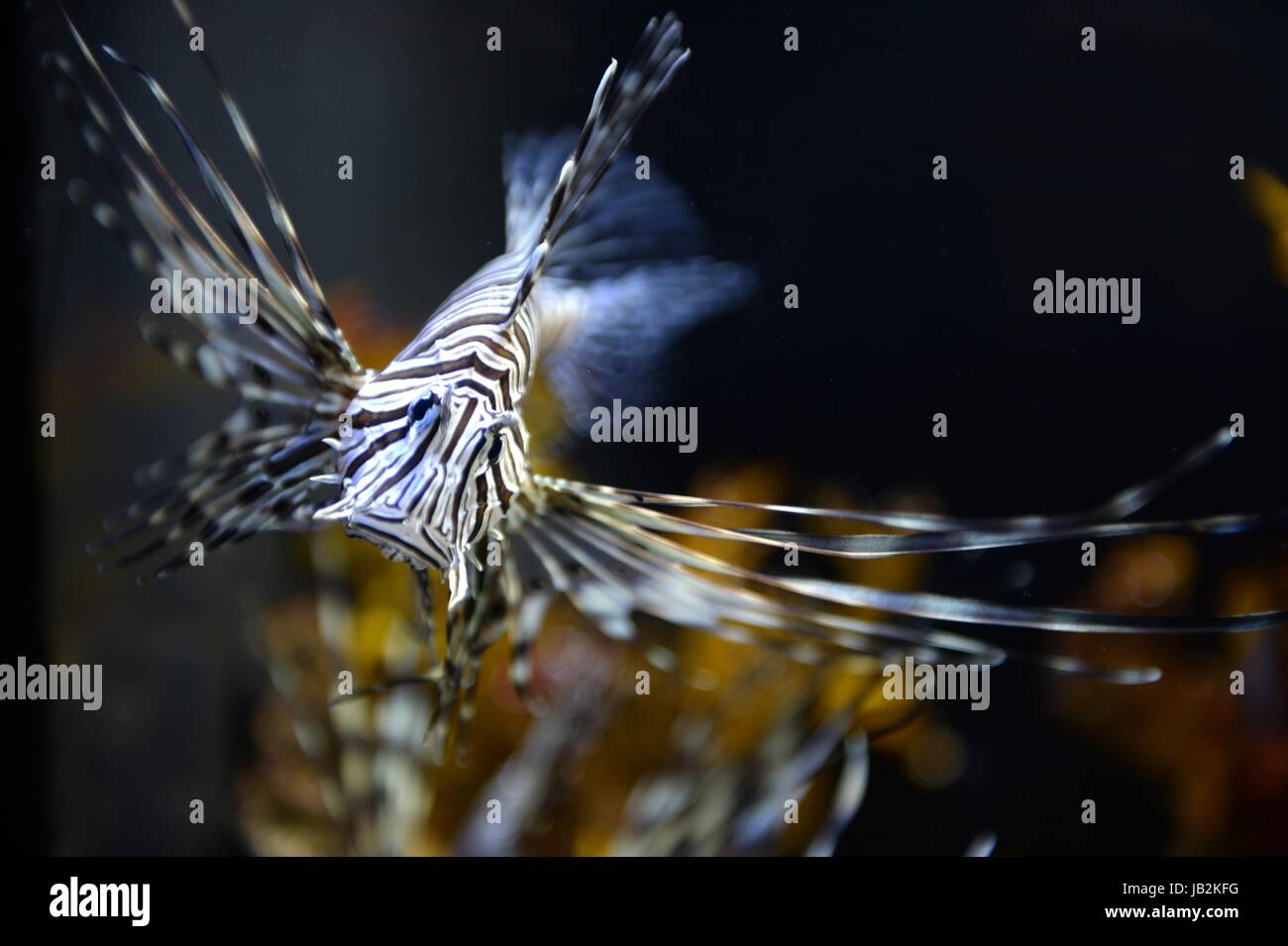 Riprese ravvicinate del maine la vita in un acquario Foto Stock