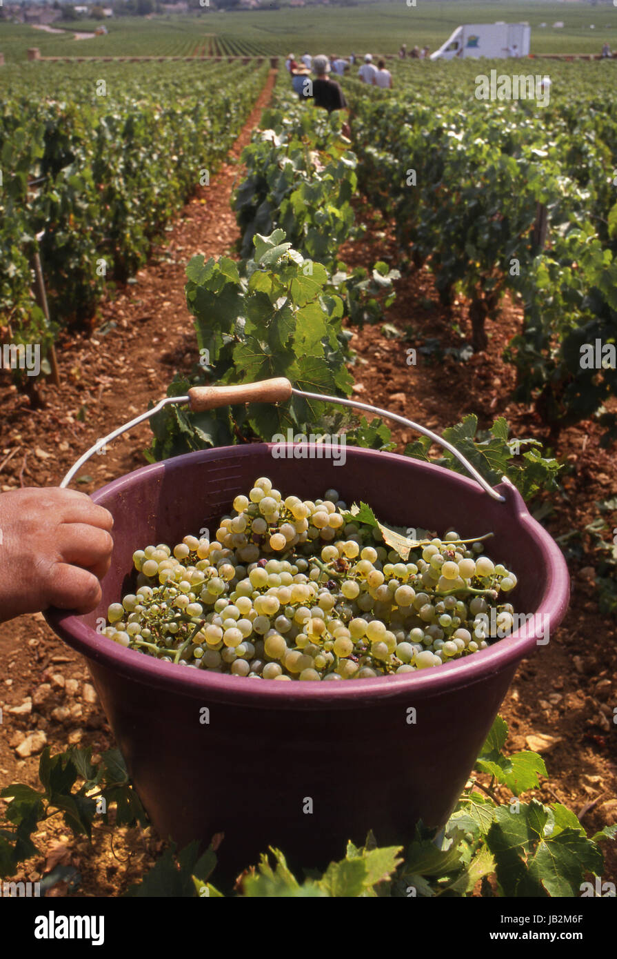 Le Montrachet uve raccoglitrice di uva tenendo la benna di Grand Cru uve Chardonnay in Marquis de Laguiche vigna Puligny Montrachet Borgogna Francia Foto Stock