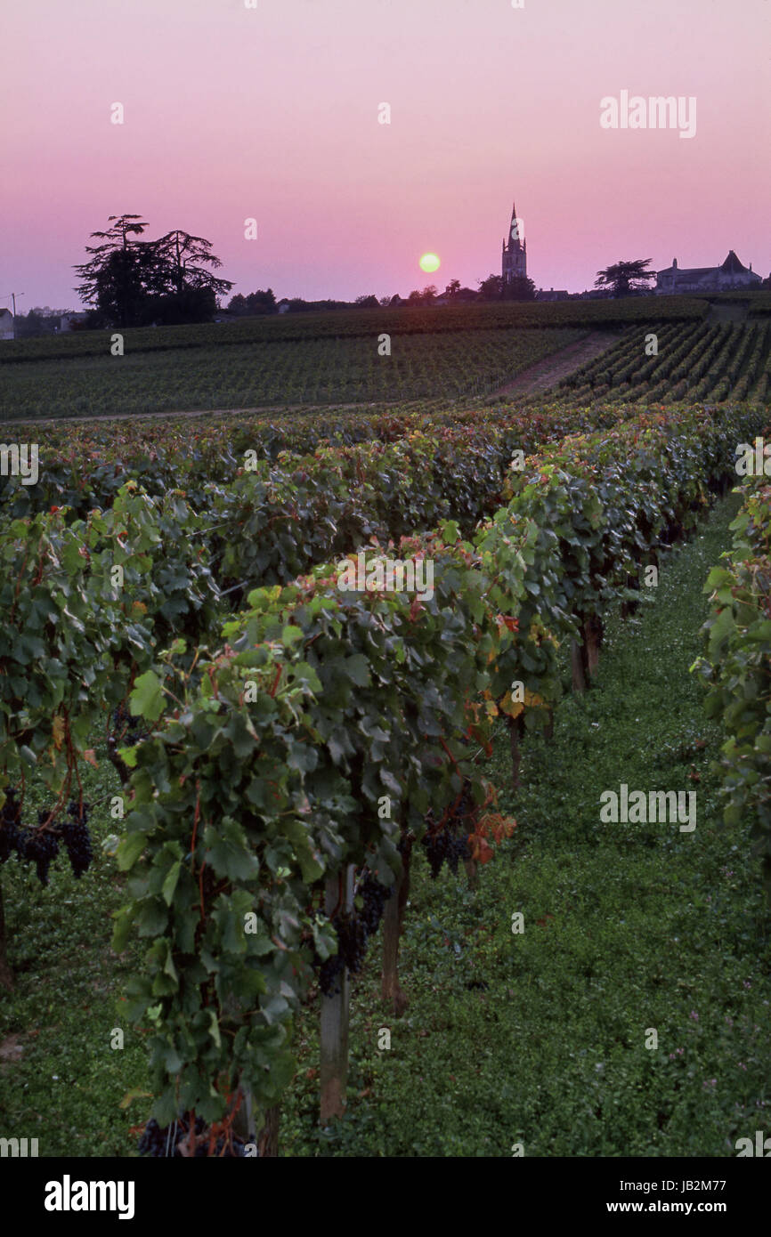 SAINT EMILION Città Tramonto su vigneti con uve merlot maturo Château Troplong Mondot chiesa guglia di St-Émilion dietro, Gironda, Francia. Bordeaux Foto Stock