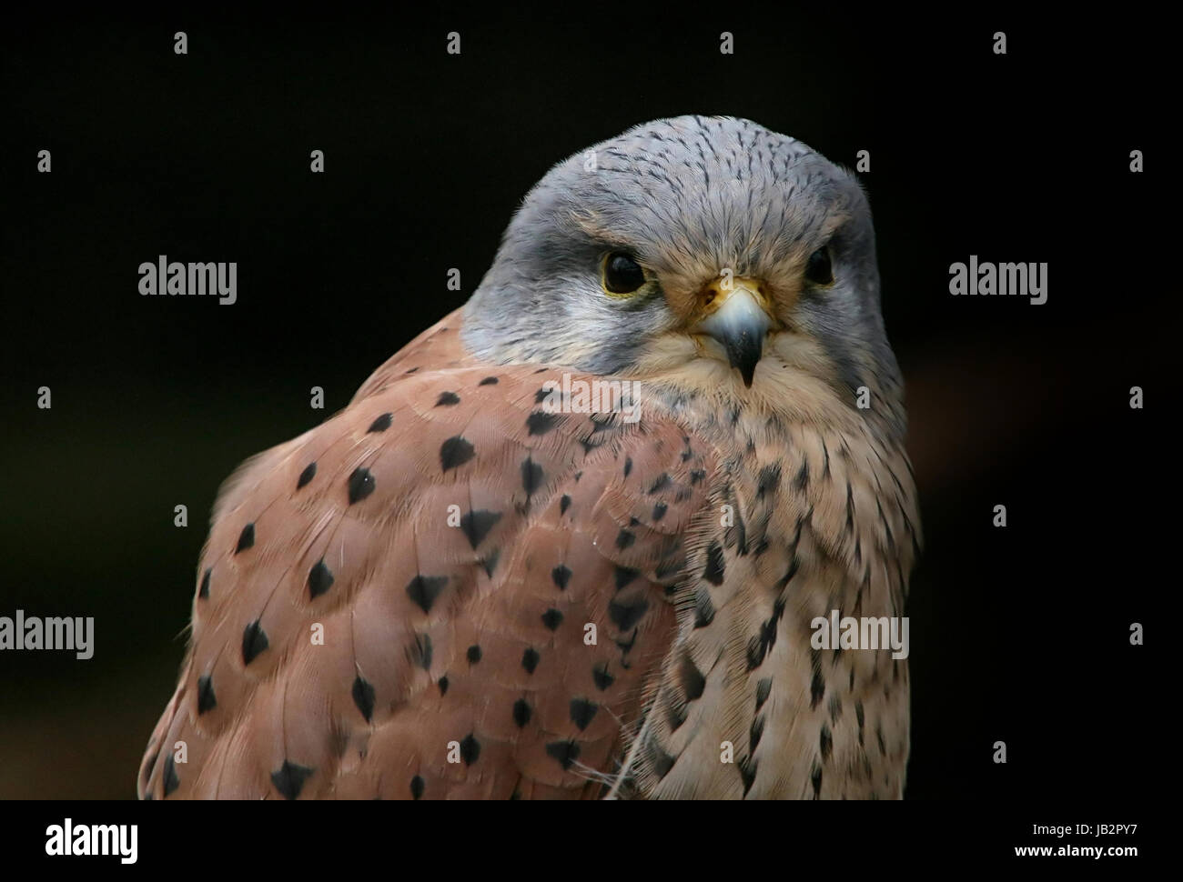 Extreme close-up di un maschio di unione il gheppio (Falco tinnunculus). Foto Stock