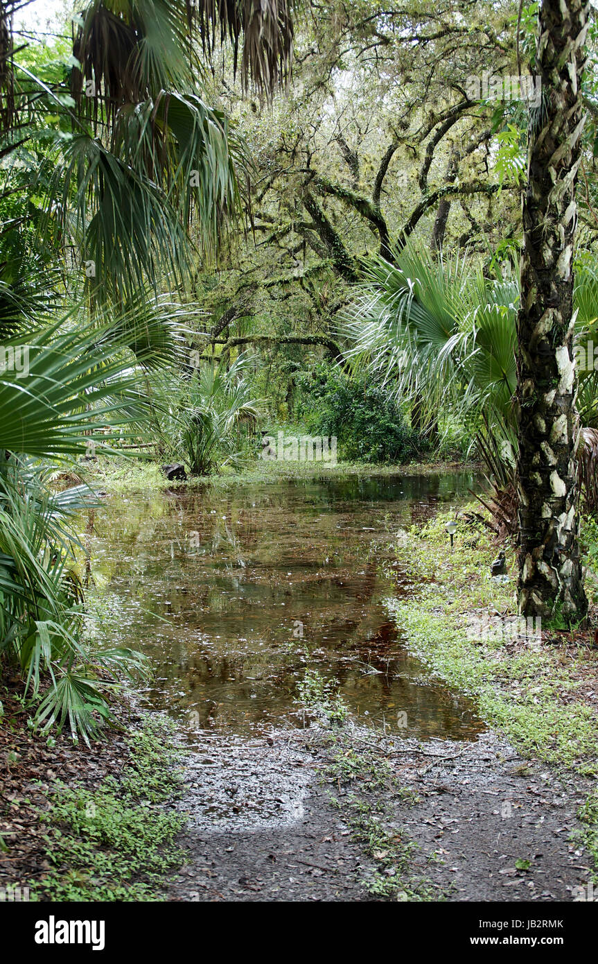 Area tropicale della Florida del sud, inondati dopo le piogge. Foto Stock