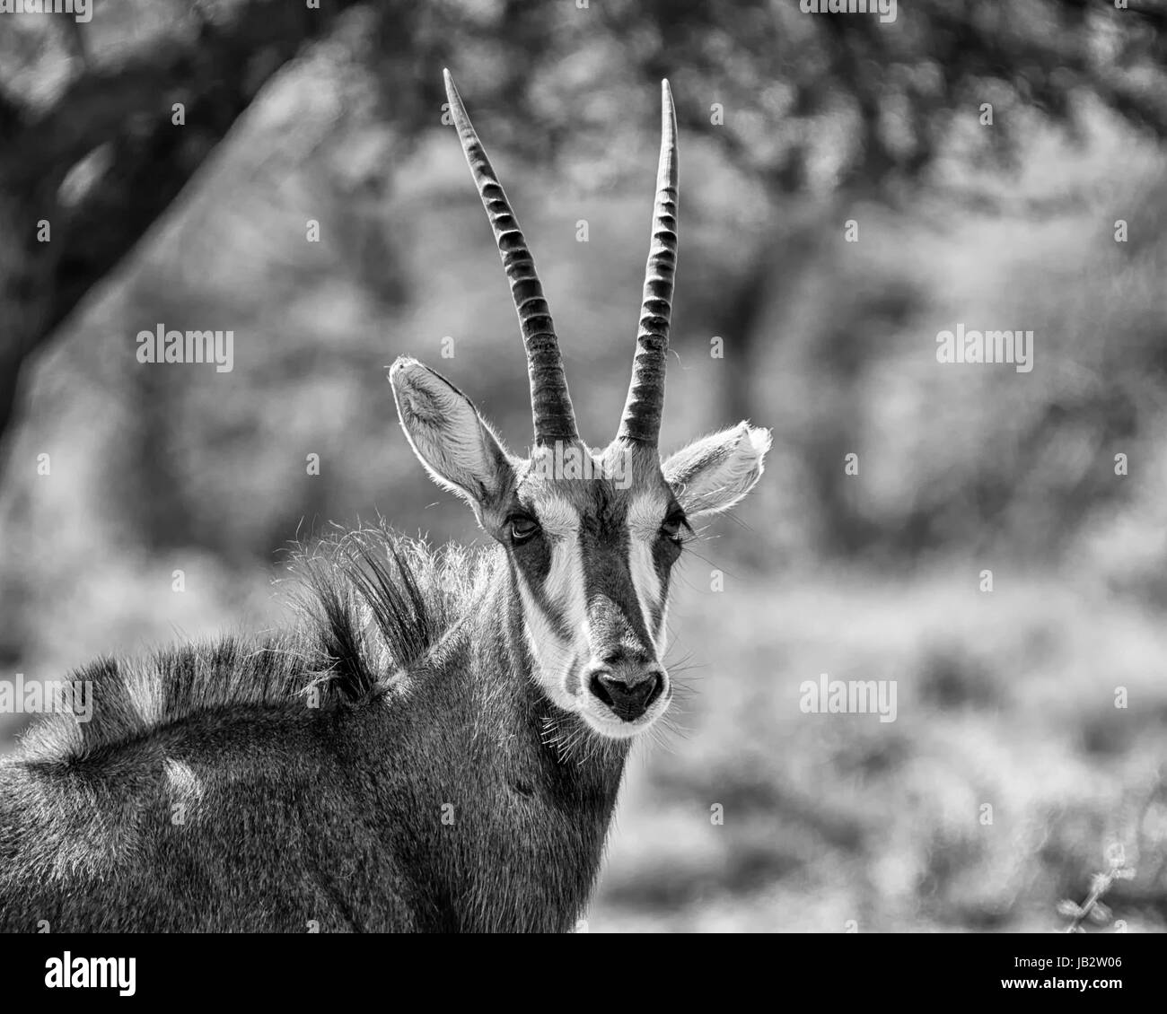 Sable Antelope nel sud della savana africana Foto Stock