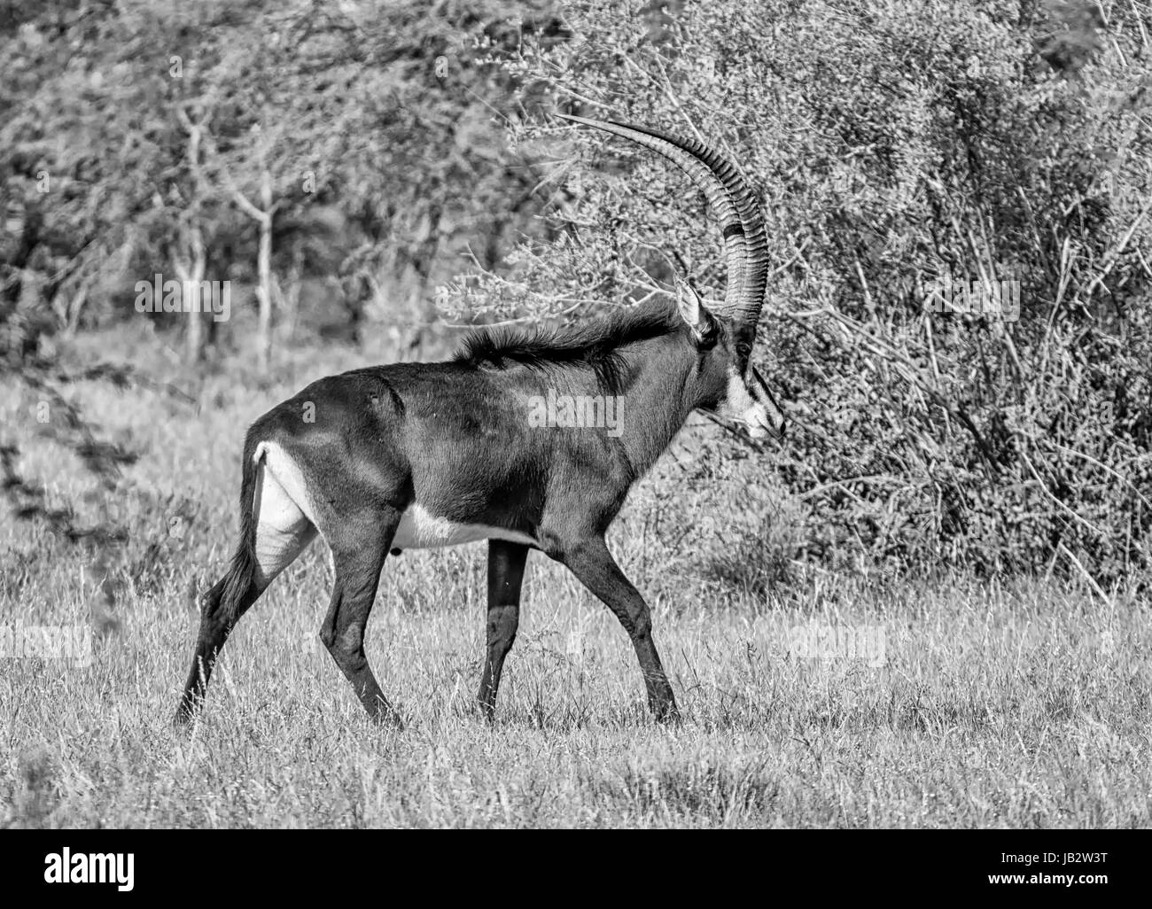 Sable Antelope nel sud della savana africana Foto Stock