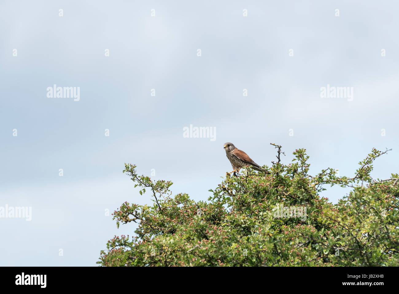 Un gheppio (Falco tinnunculus) Pesce persico in una struttura ad albero con lizard preda Foto Stock